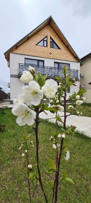 Casuta Noastra - Sulina Exterior foto